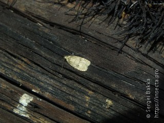 Agonopterix angelicella