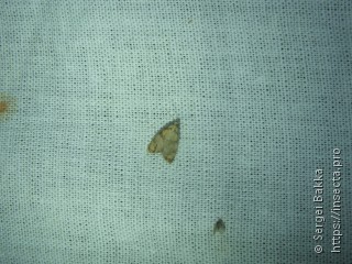 Acleris bergmanniana