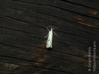 Catoptria permutatellus