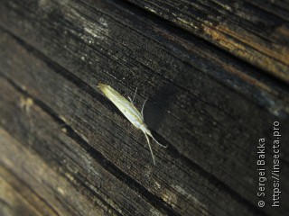 Ypsolopha