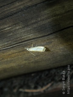 Catoptria