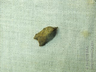 Acleris emargana