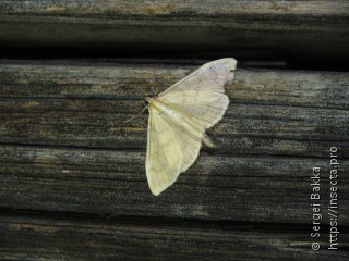 Paratalanta hyalinalis