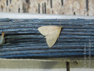 Udea lutealis