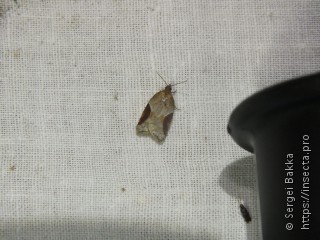 Acleris laterana