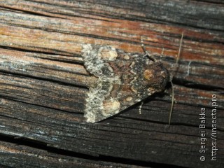 Apamea rubrirena