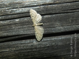 Eupithecia assimilata