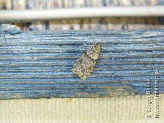 Eudonia truncicolella