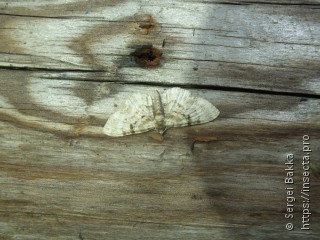 Eupithecia analoga