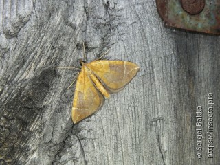 Eulithis testata