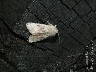 Orthosia opima