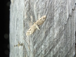 Eupithecia lanceata