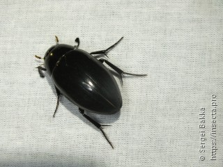 Hydrophilus aterrimus