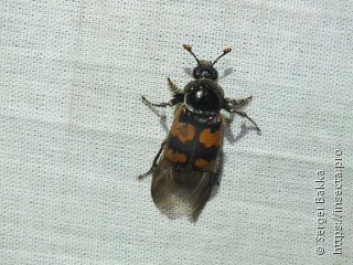 Nicrophorus vespillo