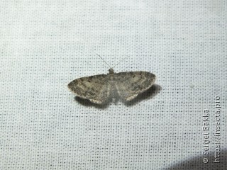 Eupithecia subfuscata