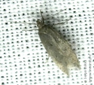 Pseudotelphusa paripunctella