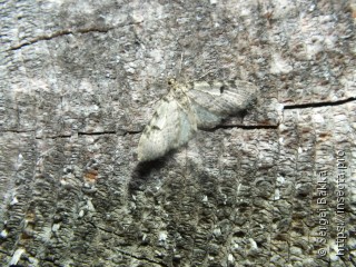 Eupithecia conterminata