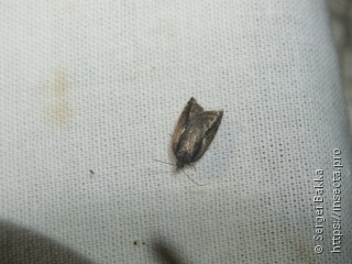 Acleris umbrana