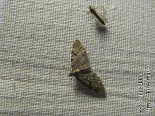 Eupithecia conterminata