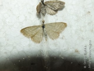 Idaea