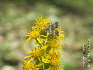 Choreutis diana