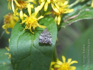 Choreutis diana