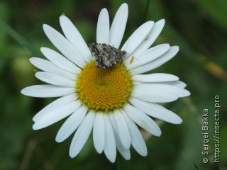 Choreutis diana