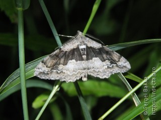 Alcis deversata