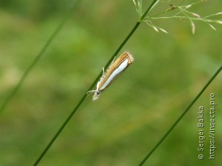 Catoptria margaritella