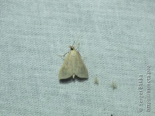 Udea lutealis