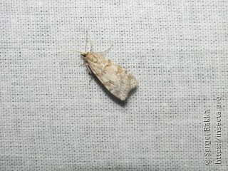 Scoparia subfusca