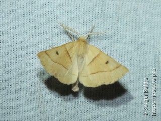 Crocallis elinguaria