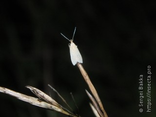 Helcystogramma rufescens