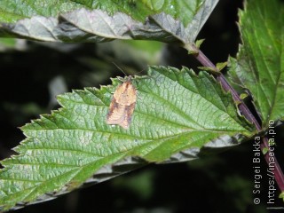 Acleris