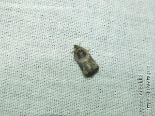 Acleris variegana