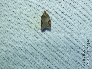 Acleris laterana