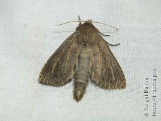 Nonagria typhae