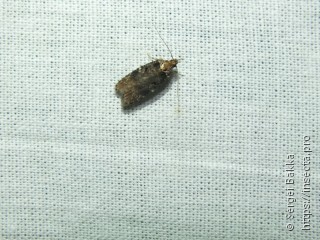 Agonopterix liturosa