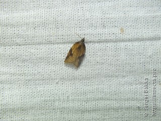 Acleris notana