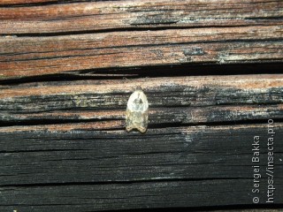 Acleris variegana