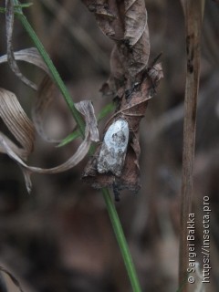 Acleris variegana