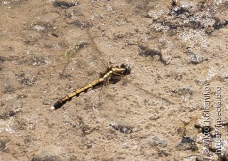 Orthetrum albistylum