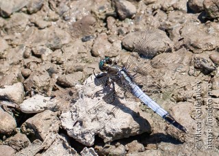 Orthetrum albistylum