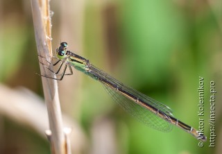 Ischnura elegans