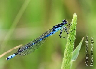 Coenagrion lunulatum