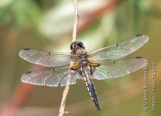 Libellula quadrimaculata