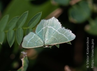 Hemithea aestivaria