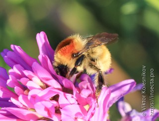 Bombus laesus