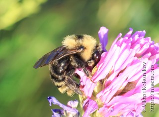 Bombus campestris