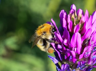 Bombus muscorum